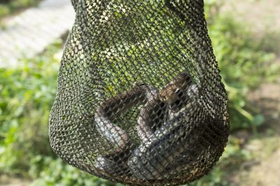 wildlife removal