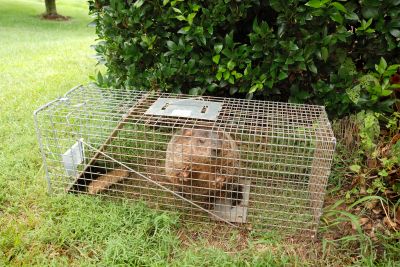 wildlife removal