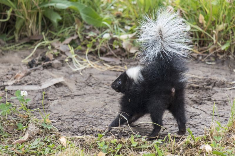 Skunk Extermination