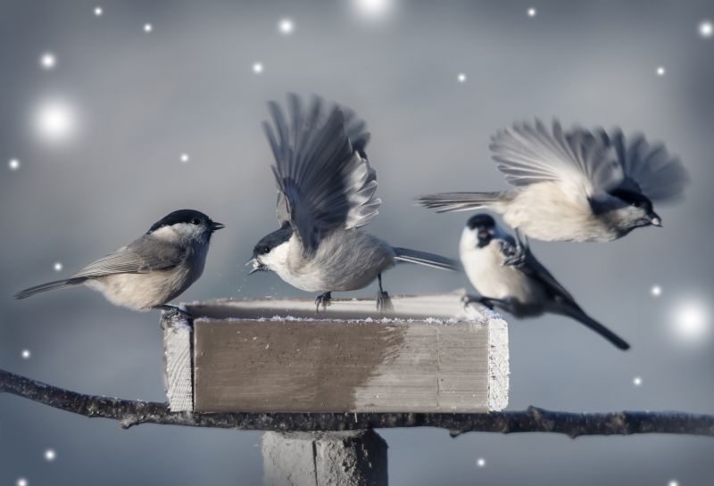 When Diy Wildlife Removal Becomes Risky And Professional Help Is Needed