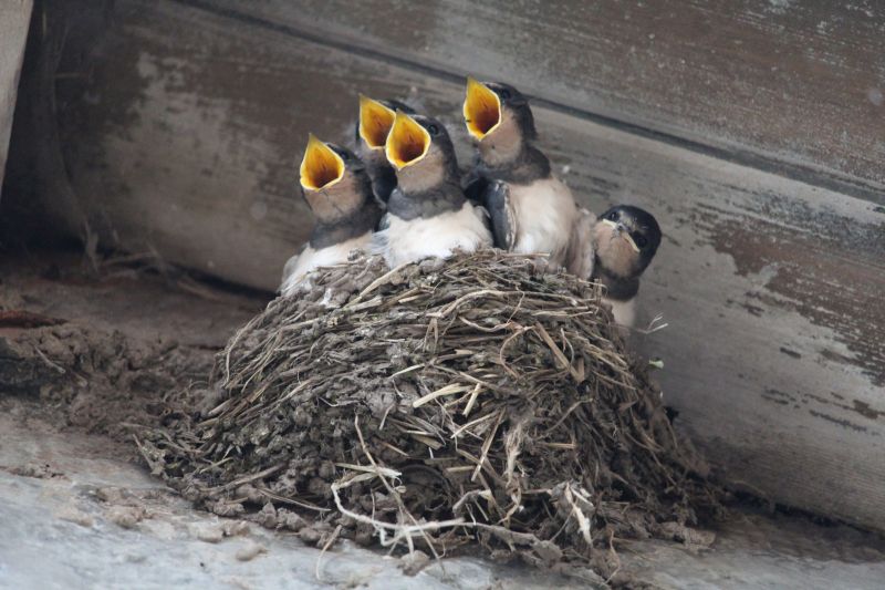 Bird Nesting in Eaves
