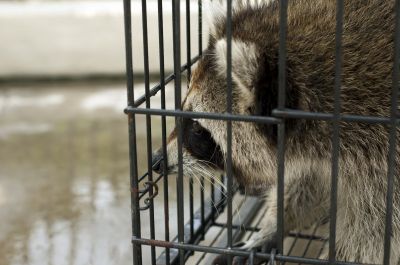 Humane Methods