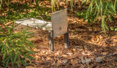 Squirrel Removal - Wildlife Removal Montague County, Texas